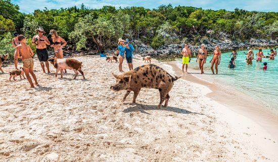 swimming with pigs nassau